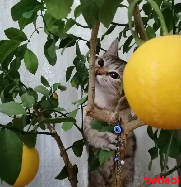 Tekir Kedi, Kedi  Duman fotoğrafı