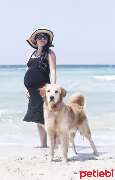 Golden Retriever, Köpek  Roy fotoğrafı