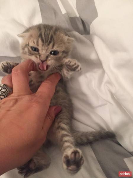Scottish Fold, Kedi  Boncuk fotoğrafı