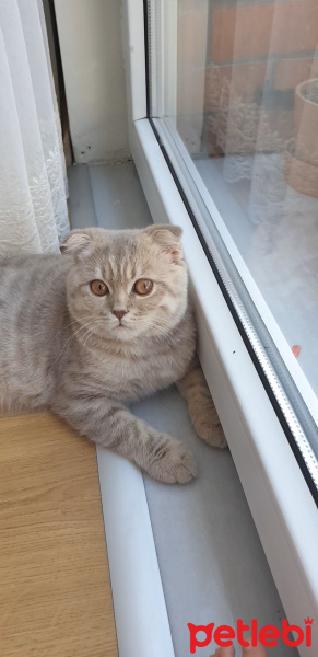 Scottish Fold, Kedi  Mars fotoğrafı