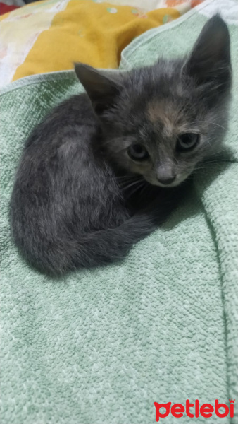 Tekir Kedi, Kedi  Eva fotoğrafı