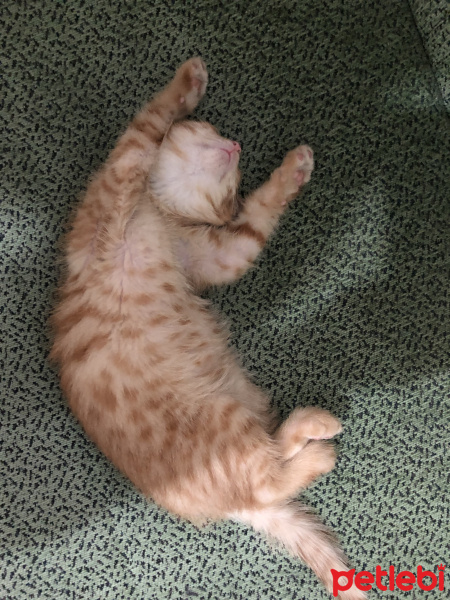 Tekir Kedi, Kedi  Rafık fotoğrafı