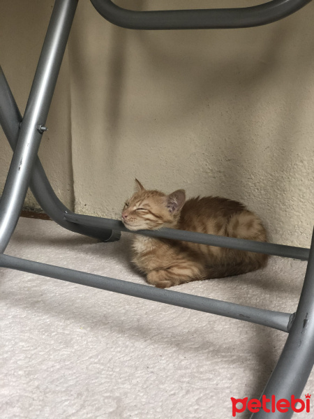 Tekir Kedi, Kedi  Rafık fotoğrafı