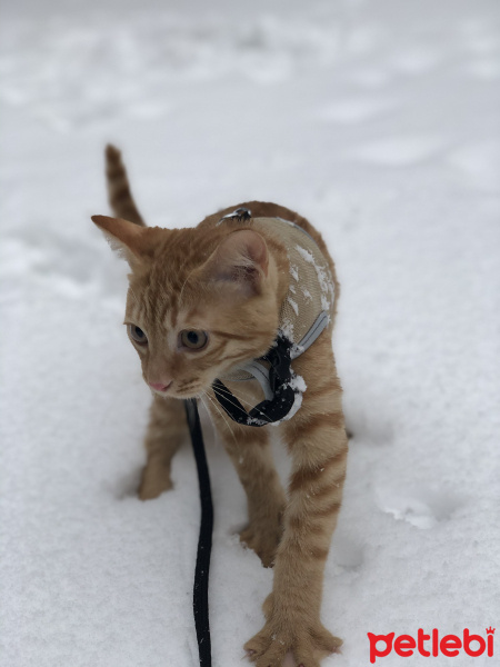 Tekir Kedi, Kedi  Rafık fotoğrafı