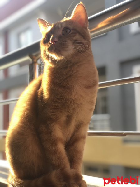 Tekir Kedi, Kedi  Rafık fotoğrafı