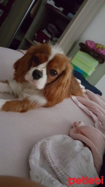 Cavalier King Charles Spanieli, Köpek  Alfa fotoğrafı