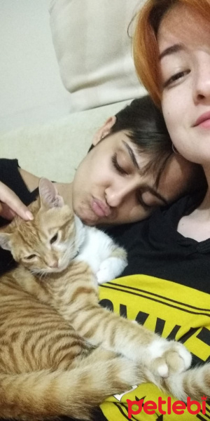Tekir Kedi, Kedi  Mart fotoğrafı