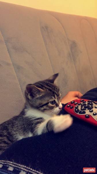 American Bobtail, Kedi  Sezar fotoğrafı