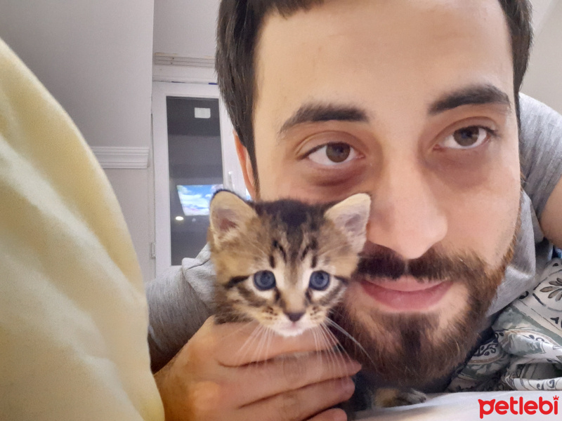 Tekir Kedi, Kedi  Green fotoğrafı