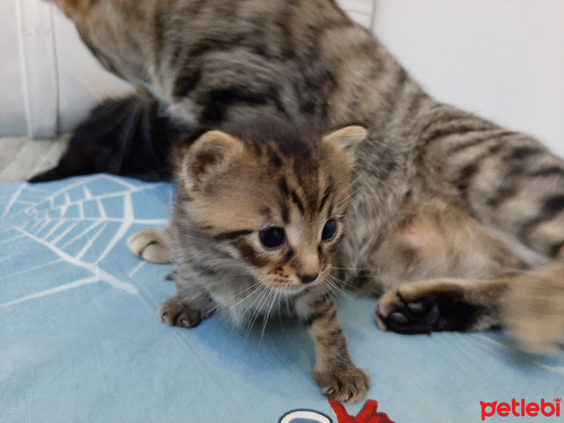 Tekir Kedi, Kedi  Green fotoğrafı