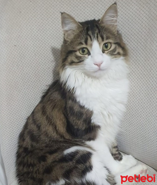 Tekir Kedi, Kedi  LUKA fotoğrafı