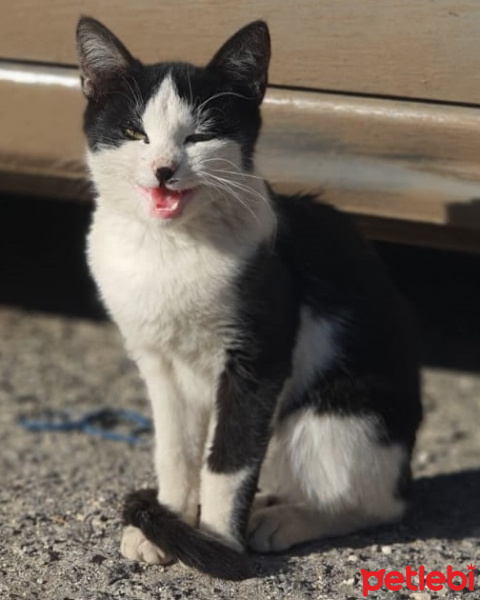 Tekir Kedi, Kedi  MAÇA fotoğrafı