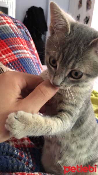 Tekir Kedi, Kedi  Nyks fotoğrafı