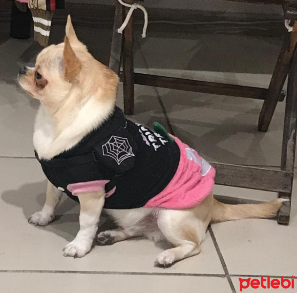 Chihuahua, Köpek  Gipsy fotoğrafı