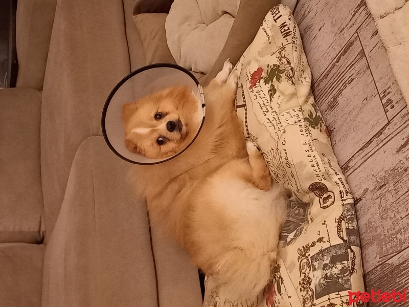 Chihuahua, Köpek  Gipsy fotoğrafı