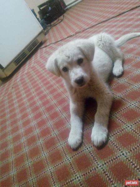 Akbaş, Köpek  dex fotoğrafı