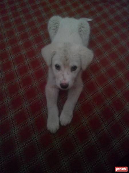Akbaş, Köpek  dex fotoğrafı