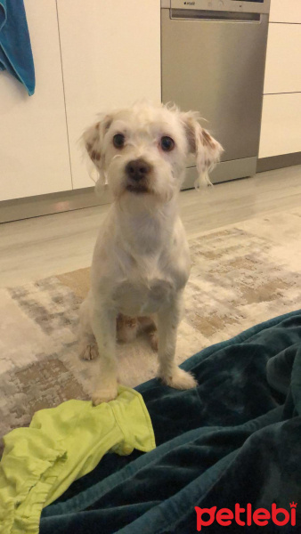 Jack Russell Terrier, Köpek  kırpık köpük fotoğrafı