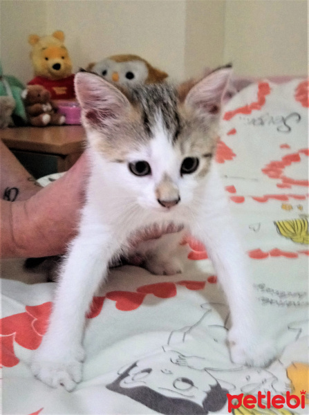 Tekir Kedi, Kedi  miyav fotoğrafı