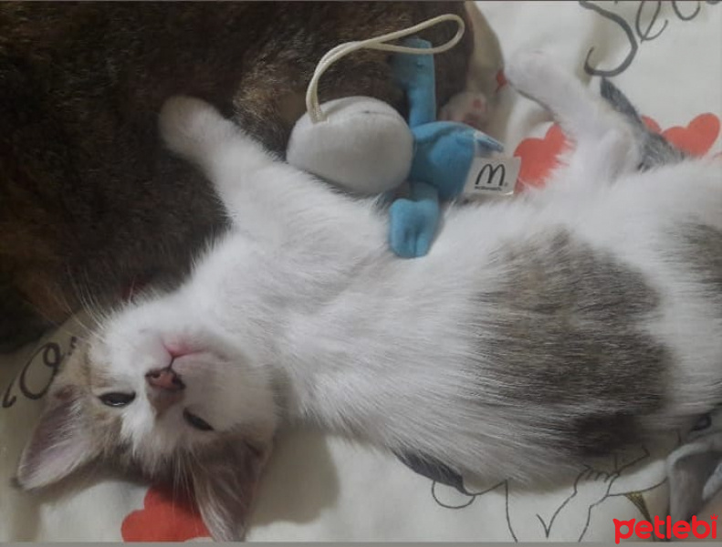 Tekir Kedi, Kedi  miyav fotoğrafı