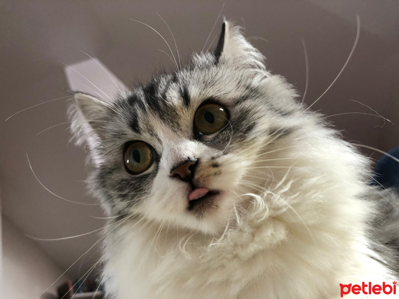 Chinchilla, Kedi  Senyö fotoğrafı