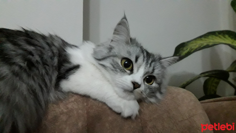 Chinchilla, Kedi  Senyö fotoğrafı
