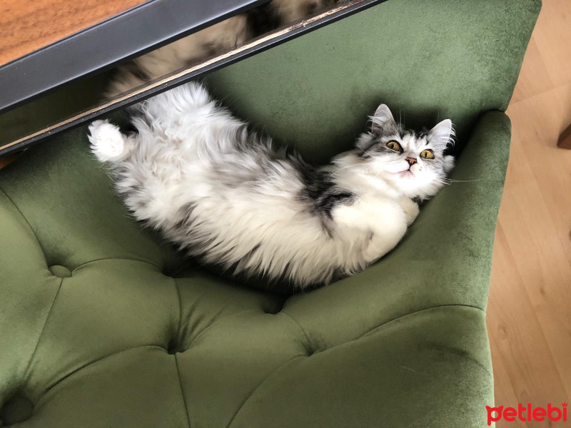 Chinchilla, Kedi  Senyö fotoğrafı