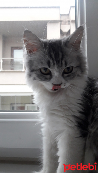 Chinchilla, Kedi  Senyö fotoğrafı