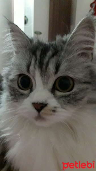 Chinchilla, Kedi  Senyö fotoğrafı