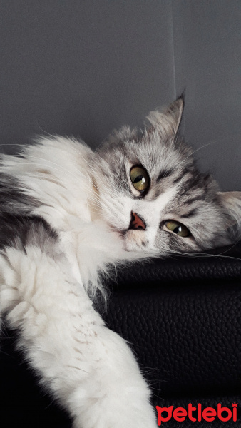 Chinchilla, Kedi  Senyö fotoğrafı