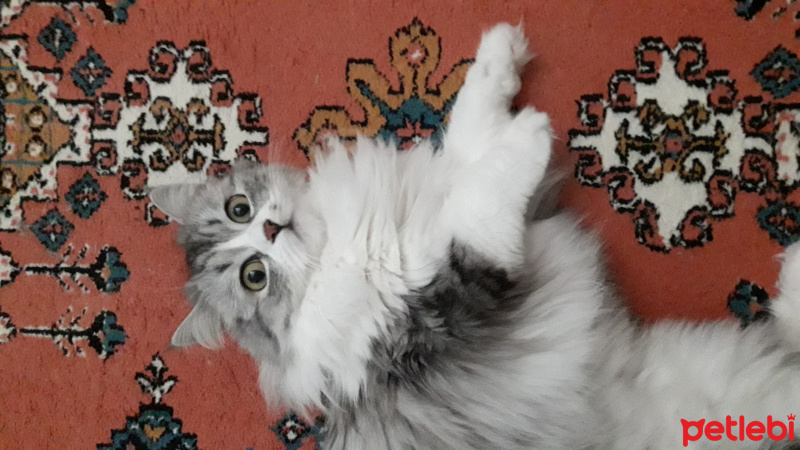 Chinchilla, Kedi  Senyö fotoğrafı