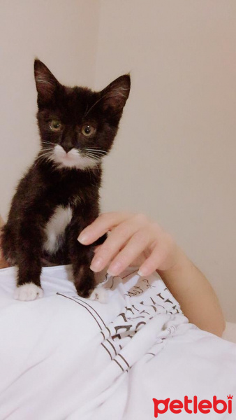 Tekir Kedi, Kedi  minik fotoğrafı