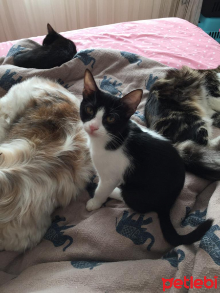 Tekir Kedi, Kedi  pablo fotoğrafı