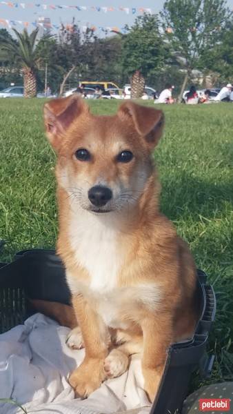 Chow Chow (çin Aslanı), Köpek  ARŞİMED fotoğrafı