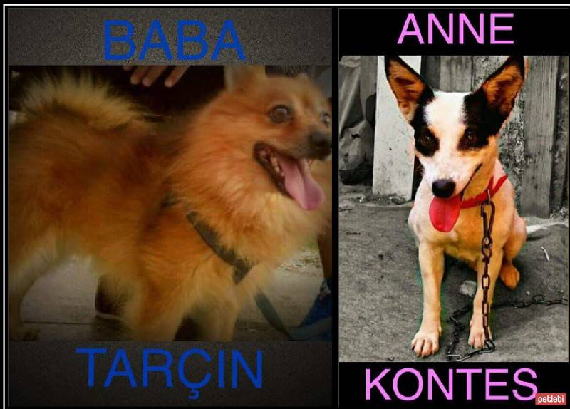 Chow Chow (çin Aslanı), Köpek  ARŞİMED fotoğrafı