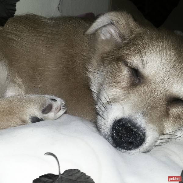 Chow Chow (çin Aslanı), Köpek  ARŞİMED fotoğrafı