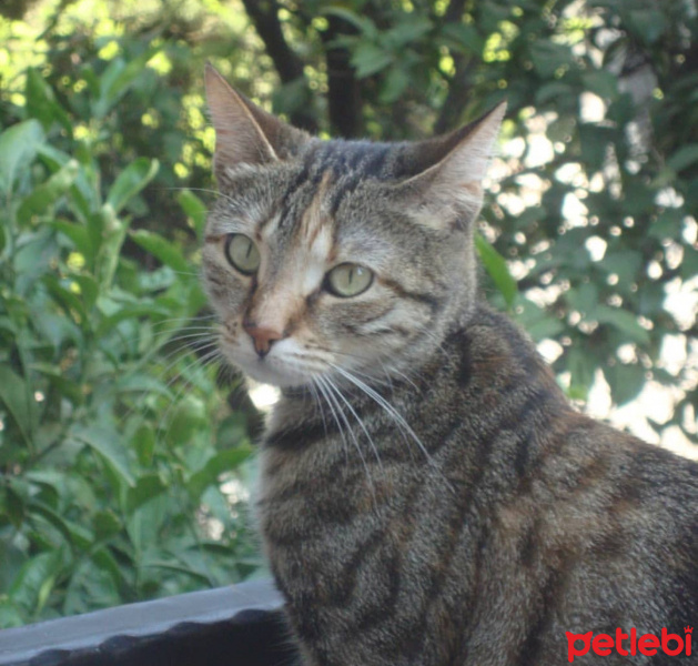 Tekir Kedi, Kedi  Duman fotoğrafı