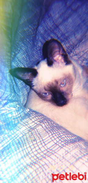 Siyam Kedisi, Kedi  Mösyö fotoğrafı