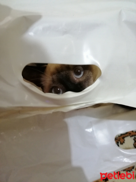 Siyam Kedisi, Kedi  Mösyö fotoğrafı