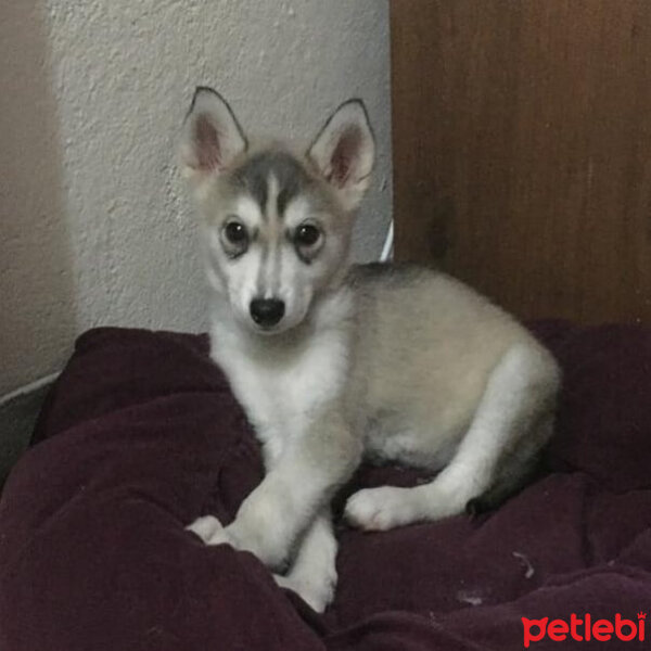 Sibirya Kurdu (Husky), Köpek  Samantha fotoğrafı