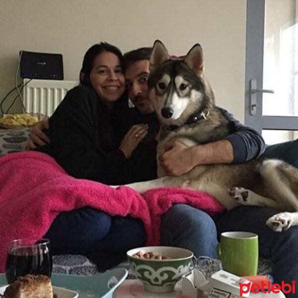 Sibirya Kurdu (Husky), Köpek  Samantha fotoğrafı