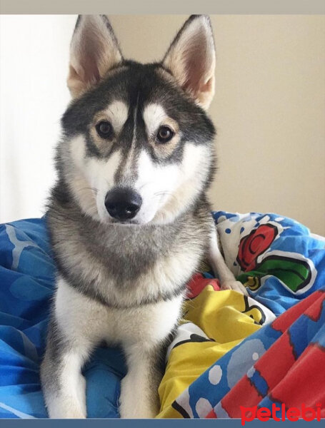 Sibirya Kurdu (Husky), Köpek  Samantha fotoğrafı