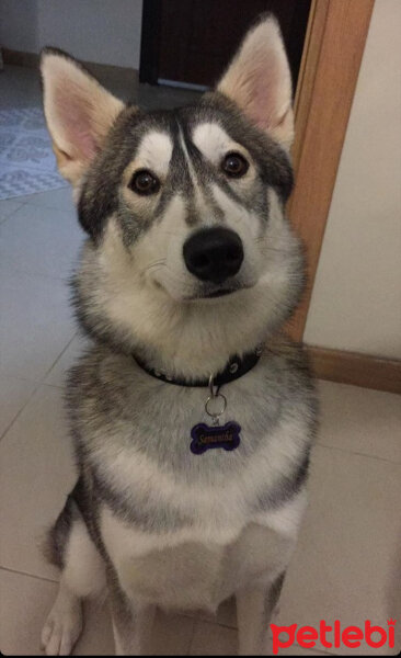 Sibirya Kurdu (Husky), Köpek  Samantha fotoğrafı