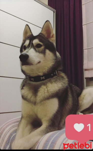 Sibirya Kurdu (Husky), Köpek  Samantha fotoğrafı