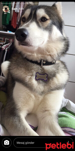 Sibirya Kurdu (Husky), Köpek  Samantha fotoğrafı