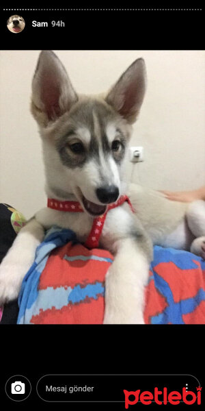 Sibirya Kurdu (Husky), Köpek  Samantha fotoğrafı