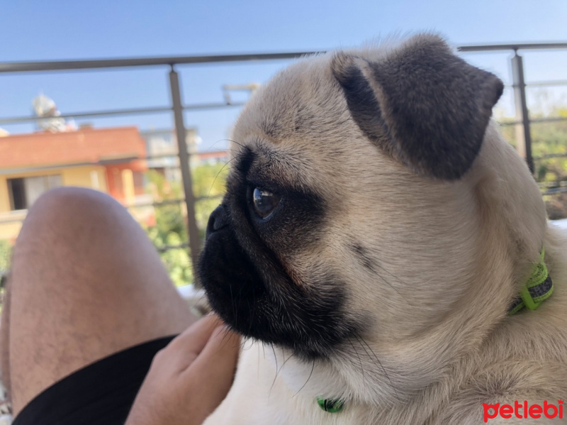 Pug, Köpek  Dodo fotoğrafı