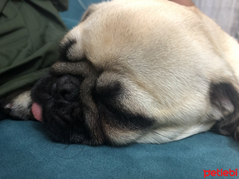 Pug, Köpek  Dodo fotoğrafı