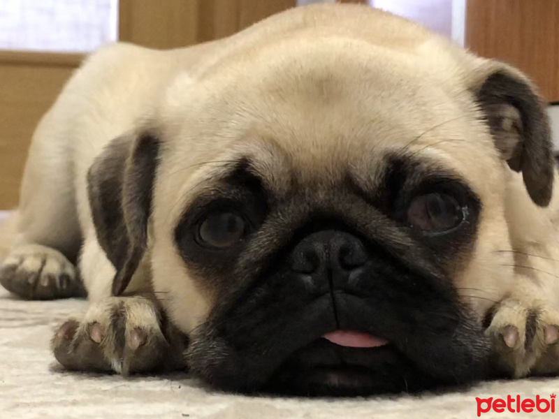 Pug, Köpek  Dodo fotoğrafı