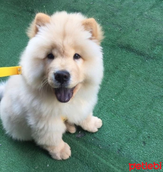Chow Chow (çin Aslanı), Köpek  Cow cow fotoğrafı